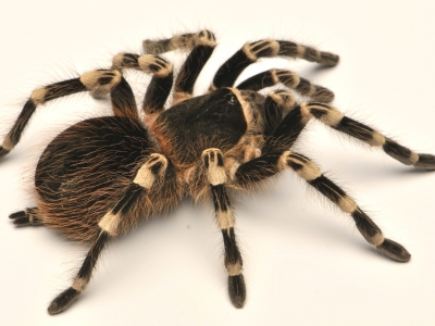 Разведение паука-птицееда Acanthoscurria geniculata