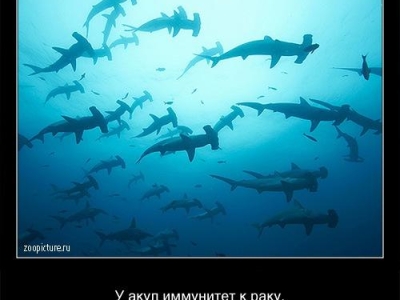 Интересные факты из мира живой природы