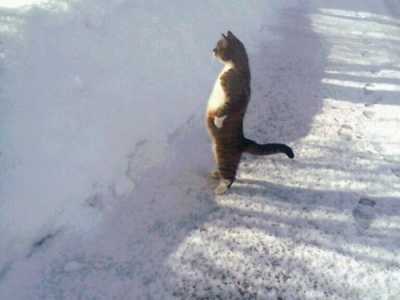 Кошки подражают людям
