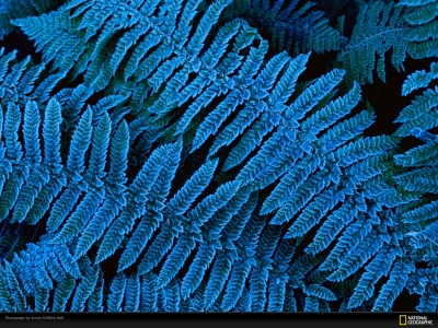 Цветная жизнь от National Geographic