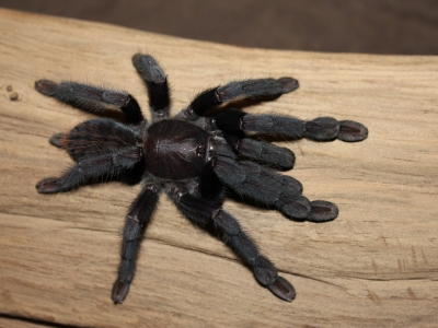 Lampropelma sp. Borneo black самка + самец Л5-6 (6-7см. в размахе лап)