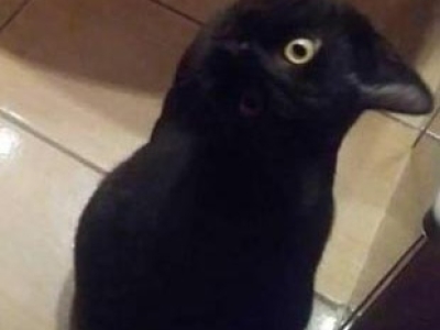 Ворона или кот?
