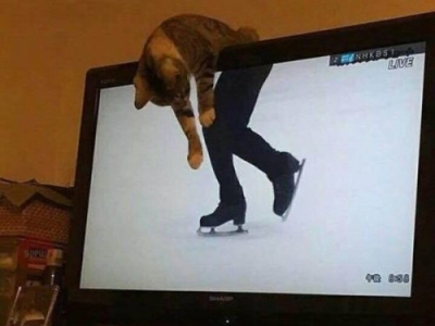 Ну очень смешные коты